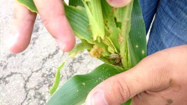 宜蘭玉米田確定感染「秋行軍蟲」全國第二例。圖/宜蘭縣政府提供