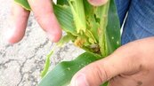 秋行軍蟲全國第二例！宜蘭玉米田下午銷毀