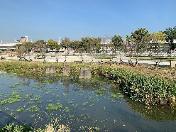 台中帝國糖廠湖濱園區中的星泉湖的湖水不豐沛,市府表示,池水不滿且種植水生植物,是設計原意。(圖/鄭功進提供)