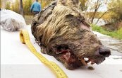 永凍層冰封4萬年　西伯利亞出土完整巨型狼頭