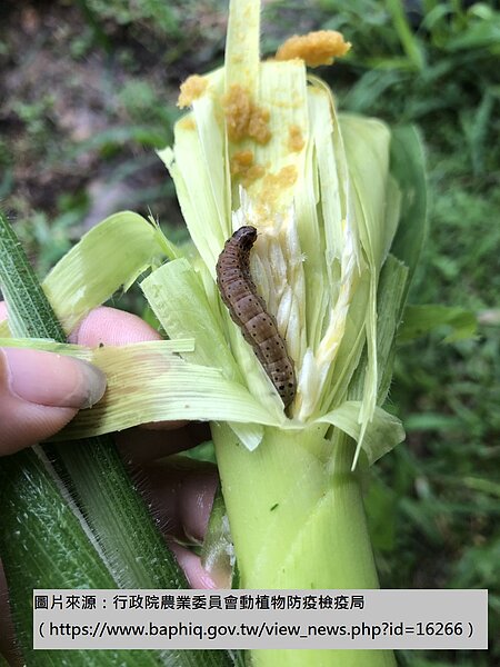 台南市仁德區及鹽水區的玉米田出現疑似秋行軍蟲案例,農業局已通報行政院農業委員會檢驗確認。圖/台南市農業局提供