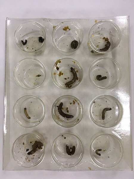 農委會取樣的秋行軍蟲幼蟲。記者吳姿賢/攝影