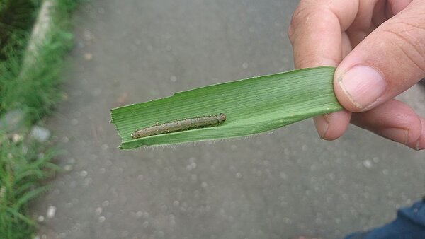 台東縣鹿野鄉一塊玉米田裡發現的蟲害，經送檢比對確診為秋行軍蟲。 記者尤聰光／翻攝