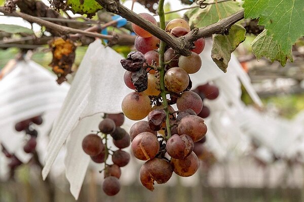 連日豪雨,大村葡萄受損。圖/立委陳素月提供