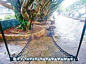 祕境重現「漁網吊床」！宜蘭壯圍東港村榕樹公園賞鳥賞漁村