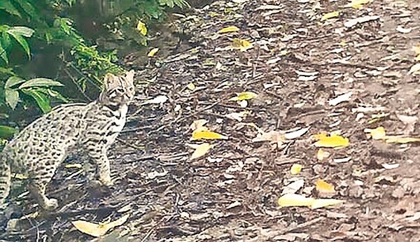 在山貓森林以紅外線自動照相機拍攝到的一級保育類動物石虎影像。(山貓森林成員提供)