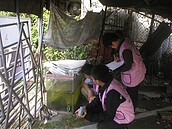 雨後一週是關鍵期　地方衛生局憂恐助長登革熱疫情