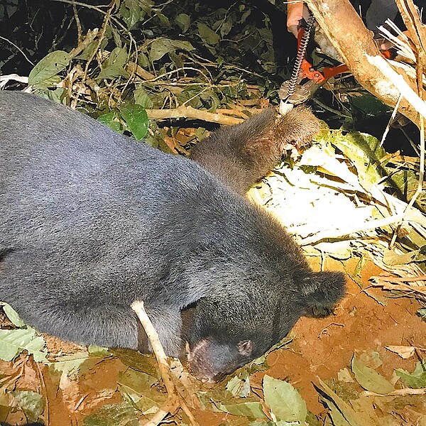 花蓮卓溪鄉有正值青壯年的公熊受困陷阱約3、4天,被發現時已嚴重脫水無法站立。(許家寧翻攝)