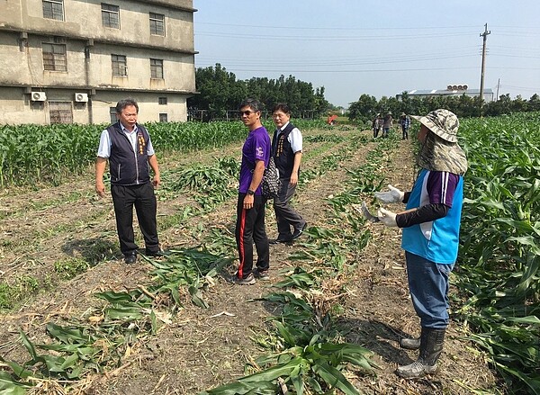 台中市政府農業局昨天啟動作業，銷毀受秋行軍蟲之害的玉米田。 圖／台中市政府農業局提供