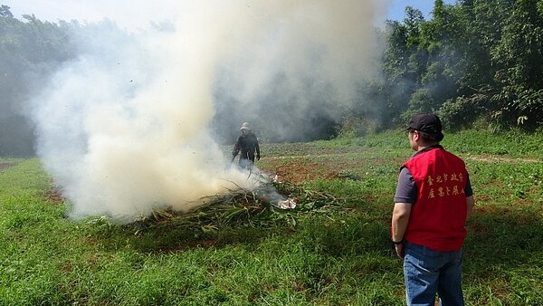 秋行軍蟲入侵台灣,北市上周於士林北投地區發現2疑似案例,分別在15日晚上、16日下午在市府單位協助下施灑防治藥劑,並剷除植株集中焚燒。(圖/產業局提供)