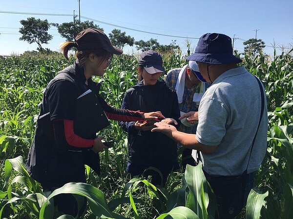 圖為彰化縣府農業處、和美鎮公所人員與台中區農業改良場專家,頂著烈日在和美1處玉米田勘查秋行軍蟲幼蟲的蹤跡。(記者何烱榮/翻攝)