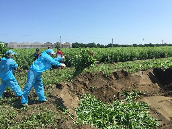 雲林縣海線及山區都有秋行軍蟲疫情發生,縣府採取最嚴密的殲滅行動,剷除、掩埋銷毀玉米植株,再加掛性費洛蒙誘捕器持續監控3個月,全力防堵疫情擴散。圖/雲林縣動植物防疫所提供