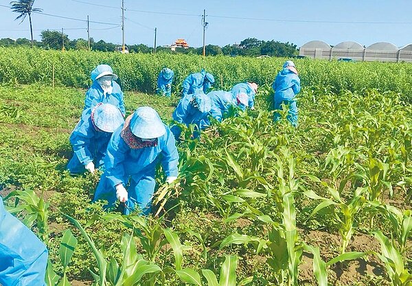 雲林秋行軍蟲直到17日確定案件12例,為全台最多,防疫人員銷毀染蟲的玉米後,在地挖3米深掩埋。(許素惠翻攝)