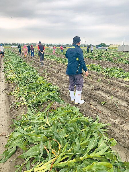 即日起防疫工作將進入第二階段,發現秋行軍蟲田區將實施強制噴藥。(農委會提供)
