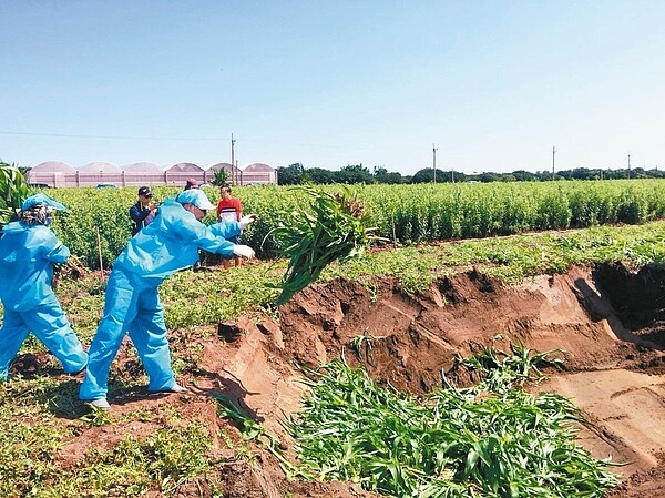 雲林縣海線及山區都有秋行軍蟲疫情發生，縣府採取最嚴密的殲滅行動。 圖／雲林縣動植物防疫所提供