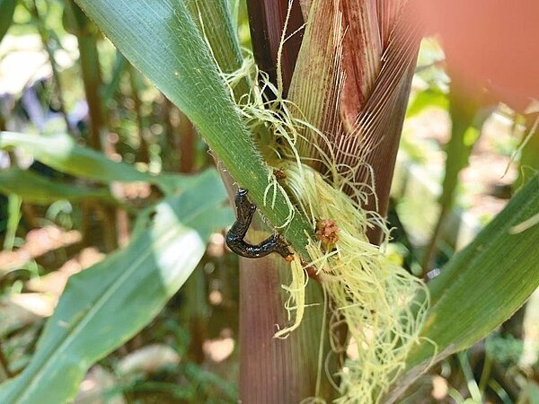秋行軍蟲疫情嚴峻,汐止偵水志工自主性巡視汐止地區玉米田,全力防堵秋行軍蟲害蔓延。 圖/汐止偵水志工隊長黃唐舜提供