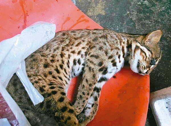 台中市東勢區台三線151公里處發生石虎遭路殺意外。 圖/台中市農業局提供