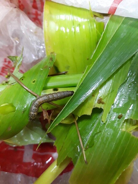 秋行軍蟲。圖/防檢局提供