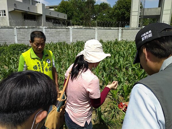 秋行軍蟲侵台，桃園市今天又再新增2例通報，分別在平鎮、楊梅玉米田都確定發現幼蟲蹤跡，相關人員採噴藥防治。圖／桃園市農業局提供