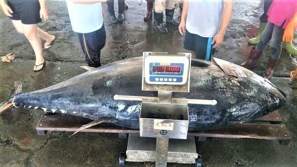 屏東東港魚市場黑鮪魚拍賣今天重量又刷新達410公斤，以每公斤650元賣出，由琉球籍漁船「興合順8號」船長許榮志捕獲。圖／取自林漢丑臉書
