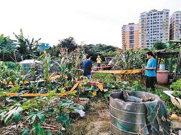 基隆前天接獲第一起秋行軍蟲案例通報，確定淪陷。 圖／基隆市政府提供