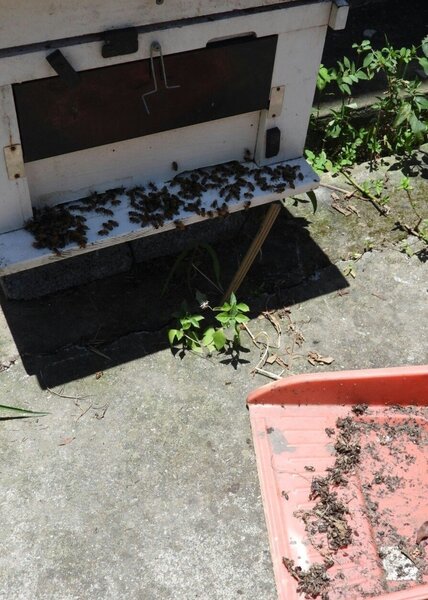 蜜蜂發現蜜源會通知其他蜜蜂成群前往，一旦碰到農藥汙染植物就可能大量死亡。記者周宗禎／攝影