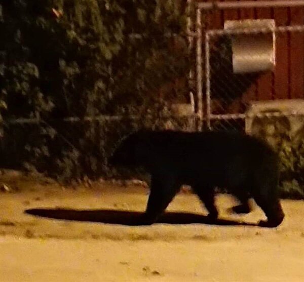 替代役男拍下台灣黑熊身影。(楊漢聲翻攝)