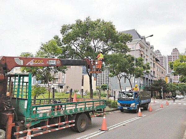 桃園市政府養工處在颱風雨季前加強公園及行道路樹修剪時，要兼顧防風災及市容美觀。 圖／桃園市政府養工處提供