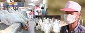 H7N9疫情擴大　三級戒備