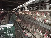 H7N9災情擴大　台商返鄉掃墓各縣防疫情入侵