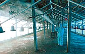 H7N9危雞　彰化全面消毒