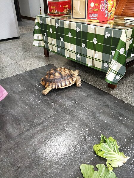 約一顆籃球大、重約4公斤的蘇卡達陸龜在派所內趴趴走,員警提供高麗菜葉、西瓜等水果餵食。記者林佩均/翻攝