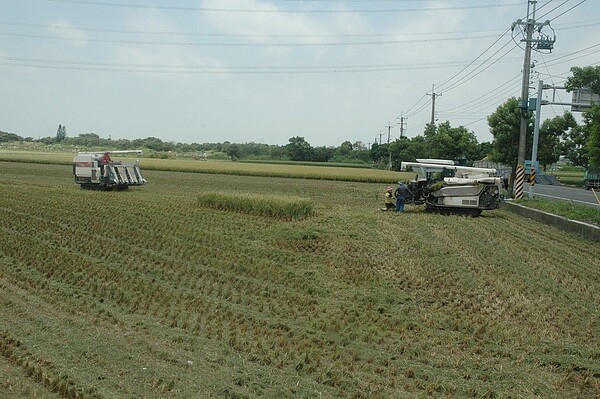 進入收割期,有農民一方面怕風雨來襲,一方面怕被盜割,提前收割。記者蔡維斌/攝影