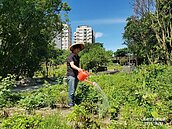 都市小農必看　三招避免你的土地變登革熱農場