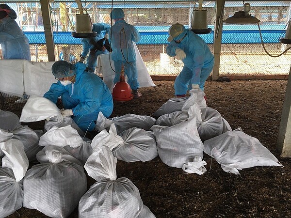 大城鄉1場土雞場今天撲殺近2.7萬隻土雞。圖/彰化縣政府提供