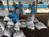 彰化爆土雞禽流感　撲殺逾4萬