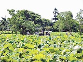 桃園蓮花季　搭接駁車暢遊