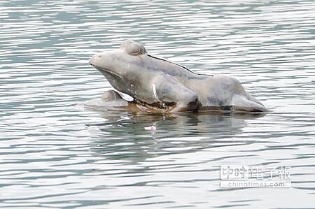 日月潭水滿,新八景之首「九蛙疊像」只剩最頂1蛙露臉,第2隻淹到鼻孔,露出蛙眼,看起來像是「潛望鏡」。(沈揮勝攝)