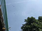 近年最大量　每分鐘千隻紫斑蝶穿越　雲林國道緊急封閉