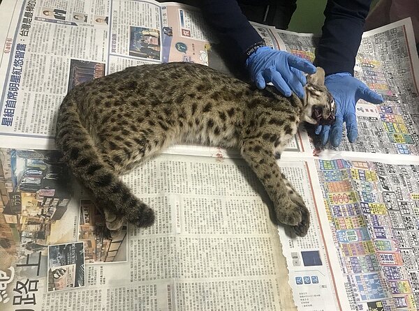 石虎瀕臨絕種,學者研究發現,每年光路殺通報8-12隻石虎,已大幅提高石虎滅絕機率12倍。圖為去年3月在台中西屯東大路被撞死的石虎。圖/台中市新聞局提供