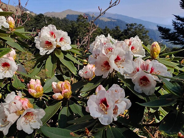 合歡山區的玉山杜鵑花近日陸續綻放，民眾可安排上山賞花。圖／太管處提供