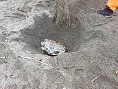 又見龜屍…　海巡納悶：海裡怎麼了？　