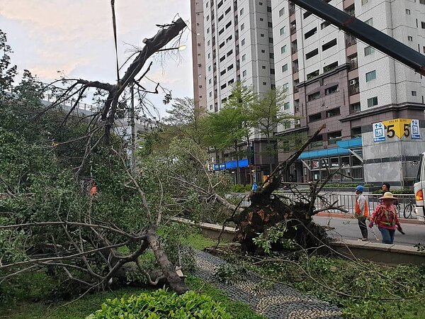 今下午5點多一棵目測超過3公尺、鄰近新埔捷運站5號出口的樹木倒塌,橫臥在文化路二段及民生路三段交叉口。圖/板橋區公所提供