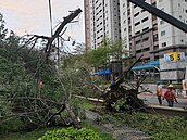 板橋昨最大陣風7級　樹木橫臥路口