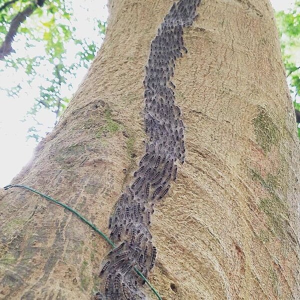 網友在綠豆嘉義人粉絲團,發出毛毛蟲蜂擁而上的畫面。圖/取自綠豆嘉義人粉絲團