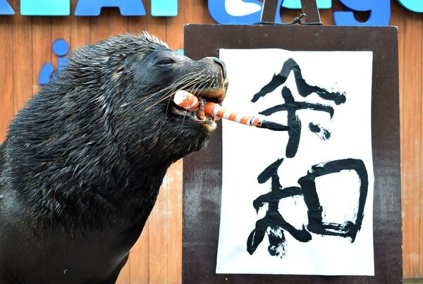 日本橫濱八景島海島樂園的海獅「李奧（Leo）」一日用嘴咬著毛筆，寫下日本下月將使用的新年號「令和」。（法新社）