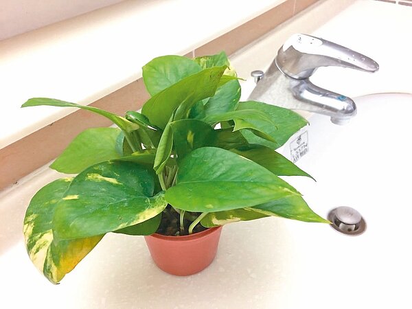 黃金葛是居家最常見的盆栽，專家建議擺放在半日照的環境，如廁所，可以降低植物產生臭氧的機率，確實達到空氣清淨的效果。 記者陳雨鑫／攝影