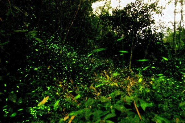 每年四、五月是賞螢最佳季節，也是山區生態最多樣性的時節，雲林縣古坑鄉華山地區生態豐富，又有賞螢秘境，幸運的話可以看到近10種螢火蟲。