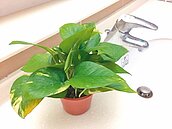 居家植栽這樣擺　防空污最有效 