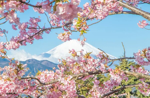 櫻花季到了，台灣人瘋日本，去日本玩想要刷好刷滿，別忘了帶張旅日神卡。圖／KLOOK提供